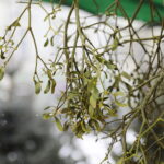 13.12.2022. Kielce. Sprzedaż choinek / Fot. Wiktor Taszłow - Radio Kielce