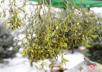 Jemioła na szczęście. Ludowa tradycja sięga starożytności - Radio Kielce