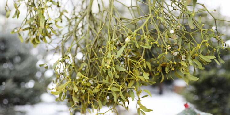 Jemioła na szczęście. Ludowa tradycja sięga starożytności - Radio Kielce