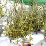 13.12.2022. Kielce. Sprzedaż choinek / Fot. Wiktor Taszłow - Radio Kielce