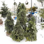 13.12.2022. Kielce. Sprzedaż choinek. Stoisko na Placu Wolności / Fot. Wiktor Taszłow – Radio Kielce