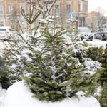 13.12.2022. Kielce. Sprzedaż choinek. Stoisko na Placu Wolności / Fot. Wiktor Taszłow – Radio Kielce