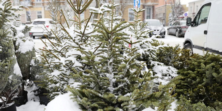 13.12.2022. Kielce. Sprzedaż choinek. Stoisko na Placu Wolności / Fot. Wiktor Taszłow – Radio Kielce