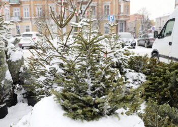 13.12.2022. Kielce. Sprzedaż choinek / Fot. Wiktor Taszłow - Radio Kielce