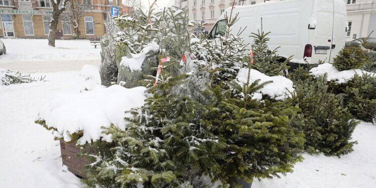 13.12.2022. Kielce. Sprzedaż choinek. Stoisko na Placu Wolności / Fot. Wiktor Taszłow – Radio Kielce