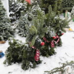 13.12.2022. Kielce. Sprzedaż choinek. Stoisko przed marketem Auchan / Fot. Wiktor Taszłow – Radio Kielce