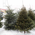 13.12.2022. Kielce. Sprzedaż choinek. Stoisko przed marketem Auchan / Fot. Wiktor Taszłow – Radio Kielce