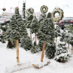 13.12.2022. Kielce. Sprzedaż choinek. Stoisko przed marketem Auchan / Fot. Wiktor Taszłow – Radio Kielce