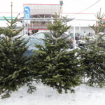 13.12.2022. Kielce. Sprzedaż choinek. Stoisko przed marketem Auchan / Fot. Wiktor Taszłow – Radio Kielce