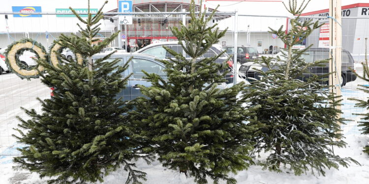 13.12.2022. Kielce. Sprzedaż choinek. Stoisko przed marketem Auchan / Fot. Wiktor Taszłow – Radio Kielce