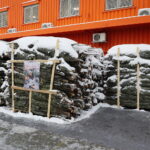 13.12.2022. Kielce. Sprzedaż choinek. Stoisko przed marketem OBI / Fot. Wiktor Taszłow – Radio Kielce