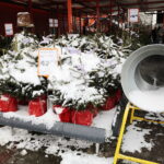 13.12.2022. Kielce. Sprzedaż choinek. Stoisko przed marketem OBI / Fot. Wiktor Taszłow – Radio Kielce