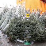 13.12.2022. Kielce. Sprzedaż choinek. Stoisko przed marketem OBI / Fot. Wiktor Taszłow – Radio Kielce