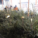 13.12.2022. Kielce. Sprzedaż choinek. Stoisko przed marketem OBI / Fot. Wiktor Taszłow – Radio Kielce