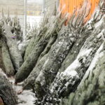 13.12.2022. Kielce. Sprzedaż choinek. Stoisko przed marketem OBI / Fot. Wiktor Taszłow – Radio Kielce