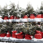 13.12.2022. Kielce. Sprzedaż choinek. Stoisko przed marketem OBI / Fot. Wiktor Taszłow – Radio Kielce