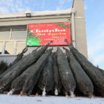 Oddaj krew, otrzymasz choinkę - Radio Kielce 14.12.2022. Kielce. Akcja „Choinka dla życia” / Fot. Wiktor Taszłow - Radio Kielce