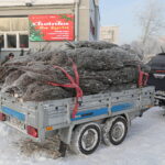 Oddaj krew, otrzymasz choinkę - Radio Kielce 14.12.2022. Kielce. Akcja „Choinka dla życia” / Fot. Wiktor Taszłow - Radio Kielce