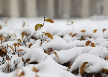 Ostatnie dni na ochronę roślin przed mrozem - Radio Kielce