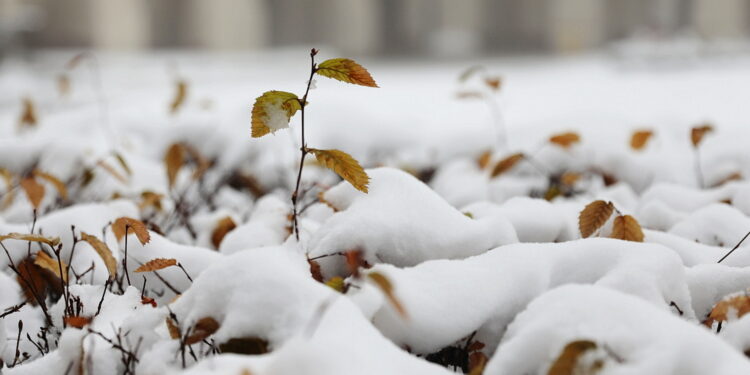 Ostatnie dni na ochronę roślin przed mrozem - Radio Kielce