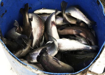 13.12.2022 Karsznice. Gospodarstwo rybackie Biała Nida / Fot. Jarosław Kubalski - Radio Kielce