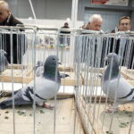 03.12.2022 Kielce. Targi Kielce. Wystawa gołębi i królików / Fot. Jarosław Kubalski - Radio Kielce