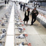 03.12.2022 Kielce. Targi Kielce. Wystawa gołębi i królików / Fot. Jarosław Kubalski - Radio Kielce