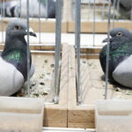 03.12.2022 Kielce. Targi Kielce. Wystawa gołębi i królików / Fot. Jarosław Kubalski - Radio Kielce