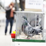 03.12.2022 Kielce. Targi Kielce. Wystawa gołębi i królików / Fot. Jarosław Kubalski - Radio Kielce