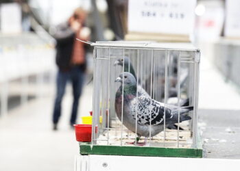 03.12.2022 Kielce. Targi Kielce. Wystawa gołębi i królików / Fot. Jarosław Kubalski - Radio Kielce