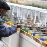 03.12.2022 Kielce. Targi Kielce. Wystawa gołębi i królików / Fot. Jarosław Kubalski - Radio Kielce