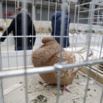 03.12.2022 Kielce. Targi Kielce. Wystawa gołębi i królików / Fot. Jarosław Kubalski - Radio Kielce