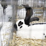 03.12.2022 Kielce. Targi Kielce. Wystawa gołębi i królików / Fot. Jarosław Kubalski - Radio Kielce