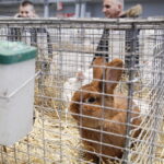 03.12.2022 Kielce. Targi Kielce. Wystawa gołębi i królików / Fot. Jarosław Kubalski - Radio Kielce