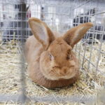 03.12.2022 Kielce. Targi Kielce. Wystawa gołębi i królików / Fot. Jarosław Kubalski - Radio Kielce