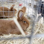 03.12.2022 Kielce. Targi Kielce. Wystawa gołębi i królików / Fot. Jarosław Kubalski - Radio Kielce