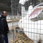 03.12.2022 Kielce. Targi Kielce. Wystawa gołębi i królików / Fot. Jarosław Kubalski - Radio Kielce