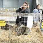 03.12.2022 Kielce. Targi Kielce. Wystawa gołębi i królików / Fot. Jarosław Kubalski - Radio Kielce