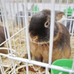 03.12.2022 Kielce. Targi Kielce. Wystawa gołębi i królików / Fot. Jarosław Kubalski - Radio Kielce