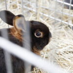 03.12.2022 Kielce. Targi Kielce. Wystawa gołębi i królików / Fot. Jarosław Kubalski - Radio Kielce