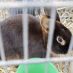 03.12.2022 Kielce. Targi Kielce. Wystawa gołębi i królików / Fot. Jarosław Kubalski - Radio Kielce