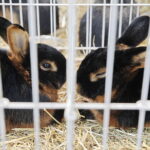 03.12.2022 Kielce. Targi Kielce. Wystawa gołębi i królików / Fot. Jarosław Kubalski - Radio Kielce