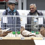 03.12.2022 Kielce. Targi Kielce. Wystawa gołębi i królików / Fot. Jarosław Kubalski - Radio Kielce