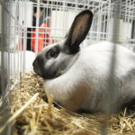 03.12.2022 Kielce. Targi Kielce. Wystawa gołębi i królików / Fot. Jarosław Kubalski - Radio Kielce