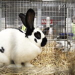 03.12.2022 Kielce. Targi Kielce. Wystawa gołębi i królików / Fot. Jarosław Kubalski - Radio Kielce