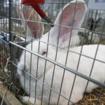 03.12.2022 Kielce. Targi Kielce. Wystawa gołębi i królików / Fot. Jarosław Kubalski - Radio Kielce