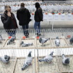 03.12.2022 Kielce. Targi Kielce. Wystawa gołębi i królików / Fot. Jarosław Kubalski - Radio Kielce