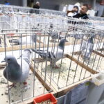 03.12.2022 Kielce. Targi Kielce. Wystawa gołębi i królików / Fot. Jarosław Kubalski - Radio Kielce