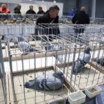 03.12.2022 Kielce. Targi Kielce. Wystawa gołębi i królików / Fot. Jarosław Kubalski - Radio Kielce