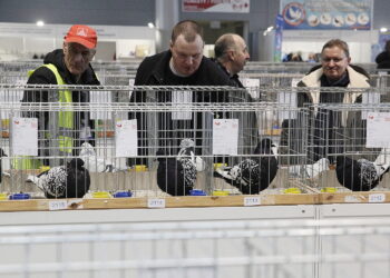 17.12.2022 Kielce. Wystawa gołębi rasowych w halach Targów Kielce / Fot. Jarosław Kubalski - Radio Kielce